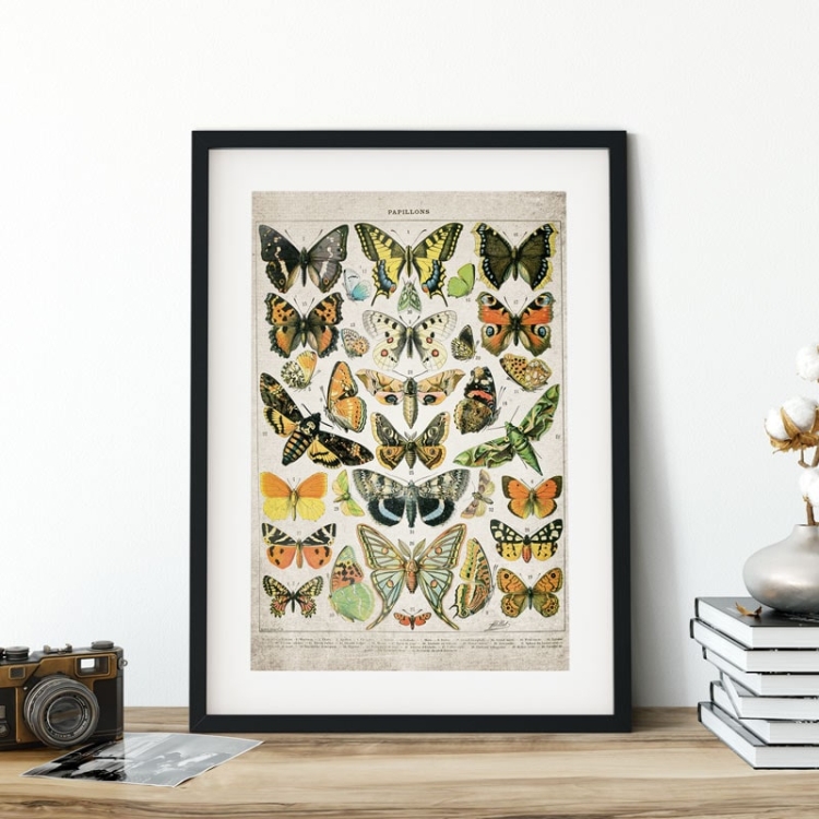 Vintage Entomology Giclee Print (Butterflies & Moths Plate From 1907)