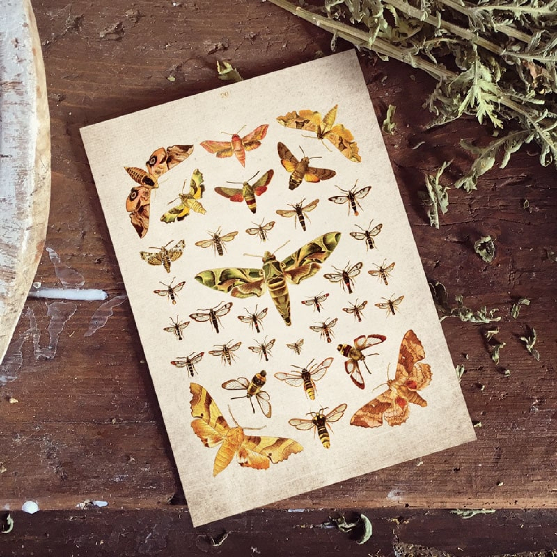 Vintage Entomology Giclee Print (Moths Plate From 1837)