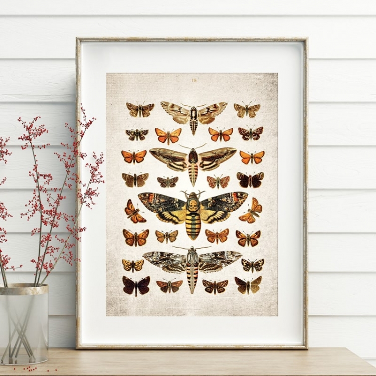 Vintage Entomology Giclee Print (Death's Head & Moths Plate From 1907)