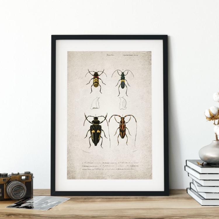 Vintage Entomology Giclee Print (Beetle Quartet Plate From 1907)