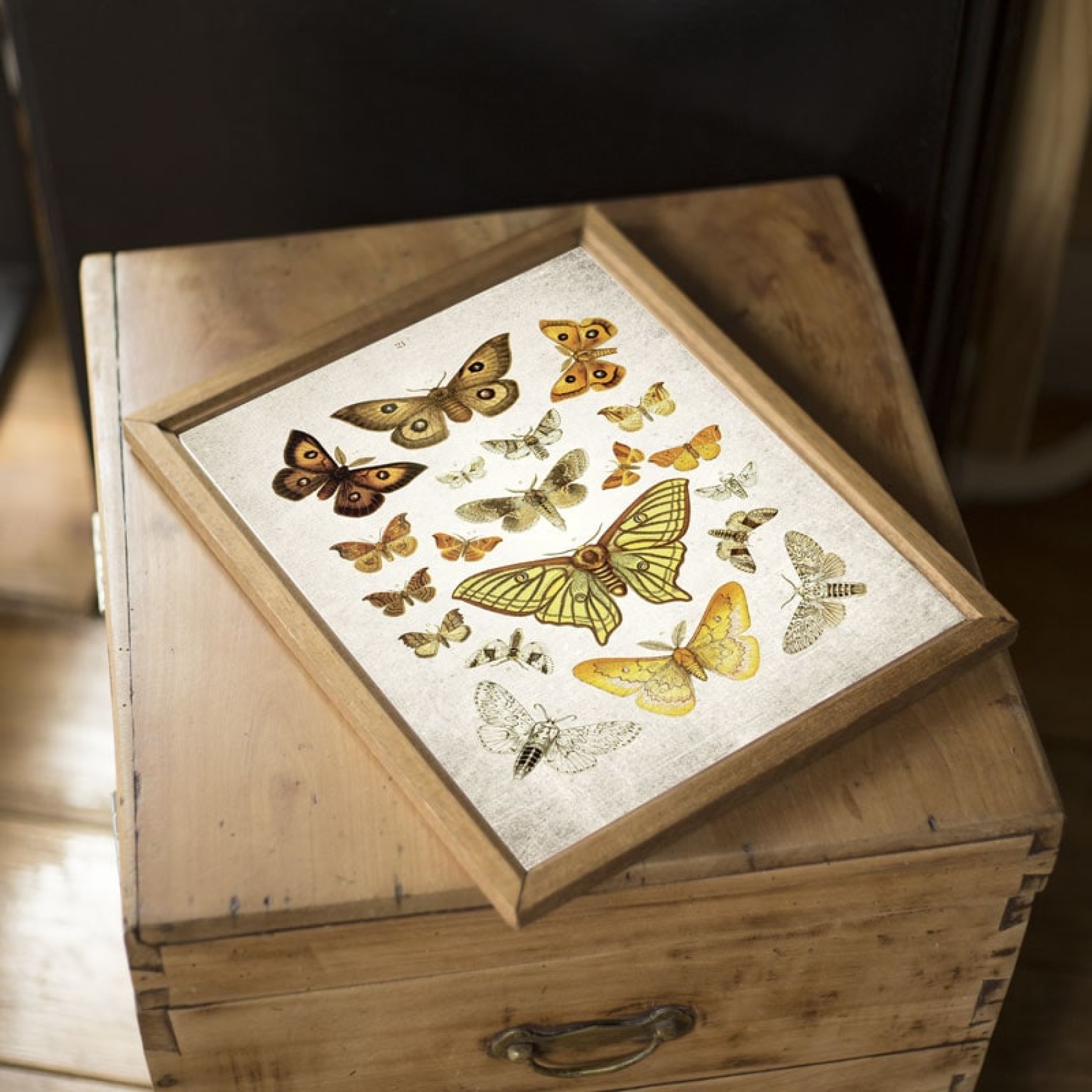 Vintage Entomology Giclee Print (Moth Plate From 1857)