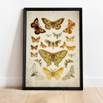 Minibeast Vintage Entomology Giclee Print (Moth Plate From 1857)