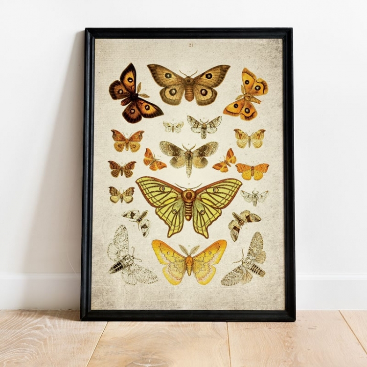 Vintage Entomology Giclee Print (Moth Plate From 1857)