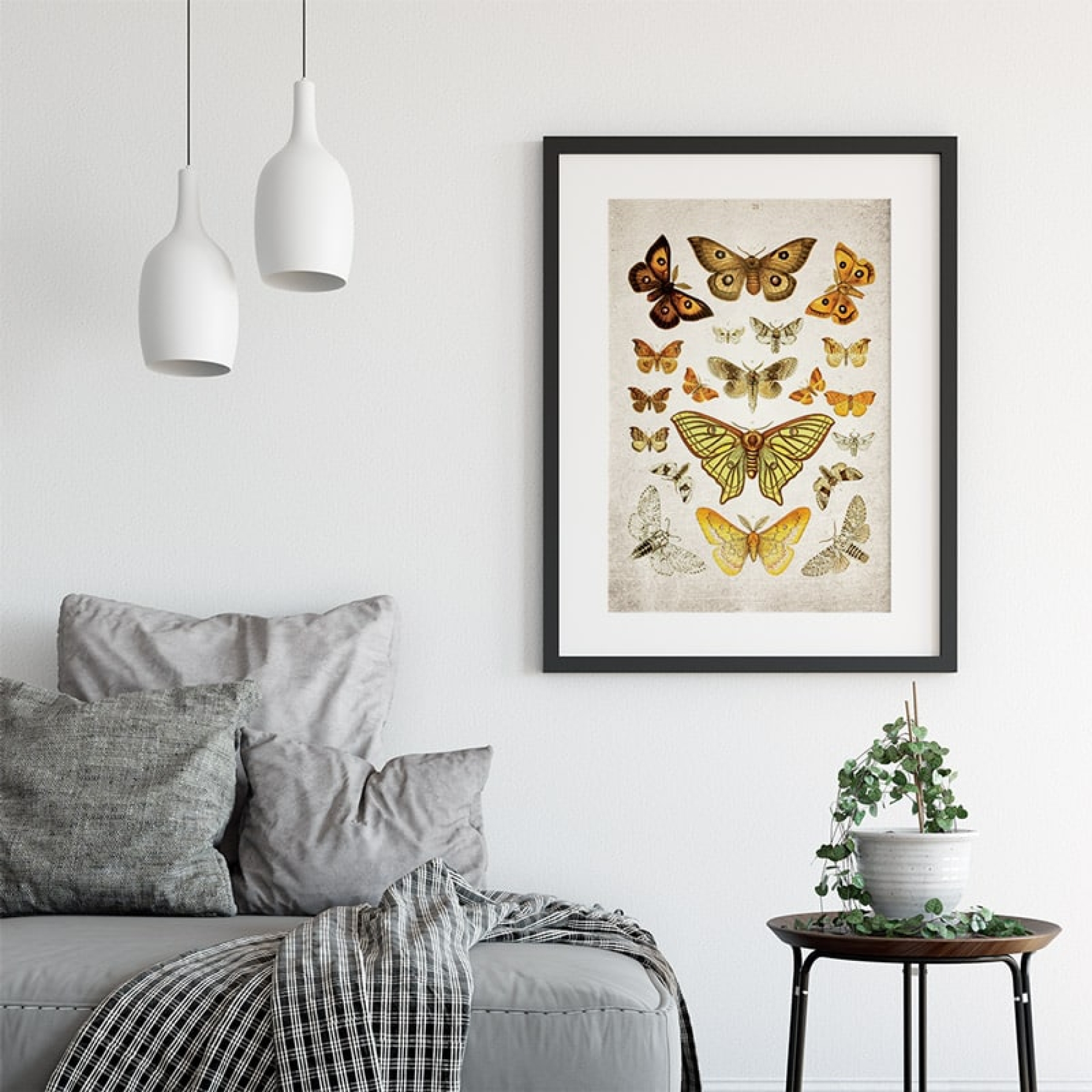 Vintage Entomology Giclee Print (Moth Plate From 1857)