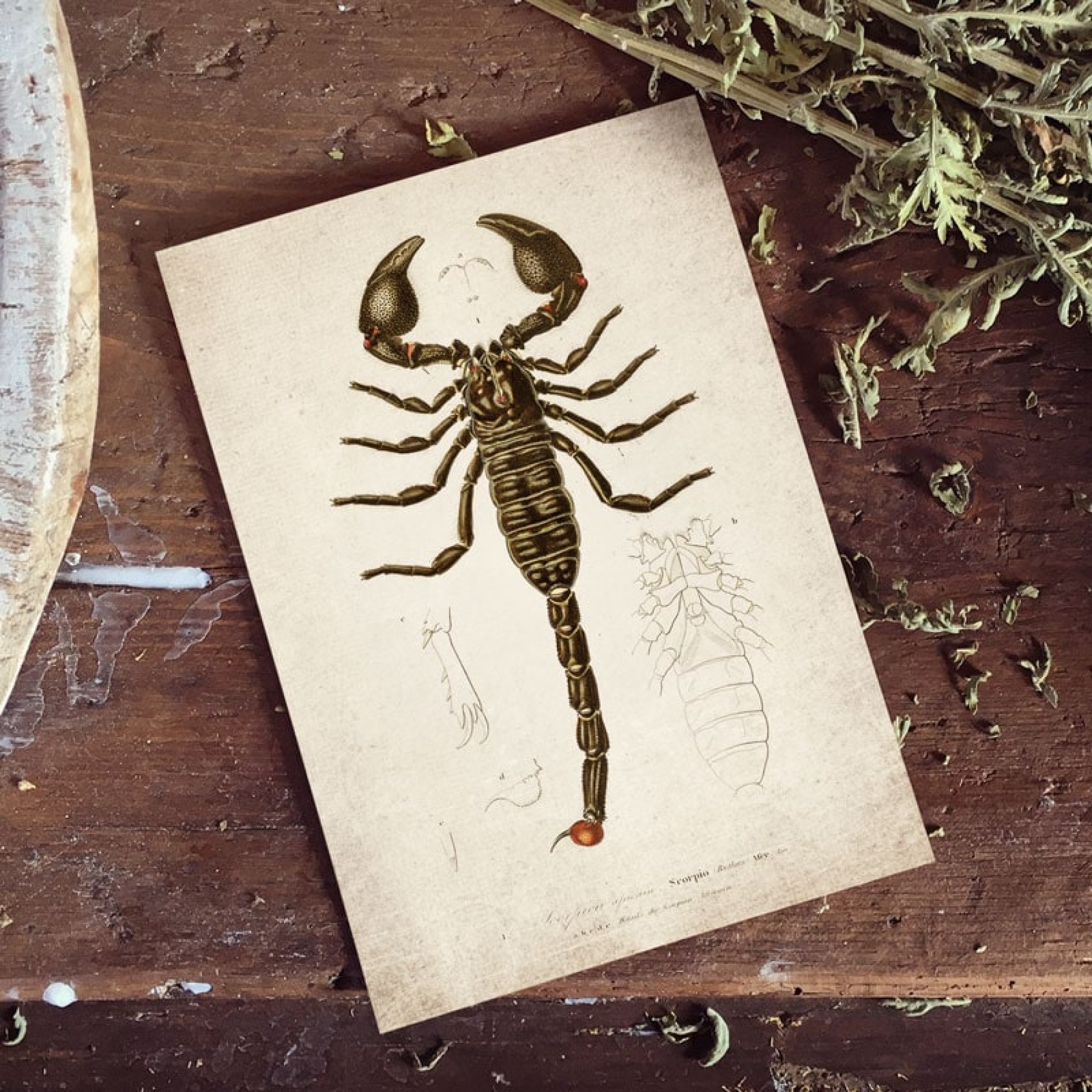 Vintage Entomology Giclee Print (Scorpion 1907) Vintage Entomology Giclee Print (Scorpion 1907)
