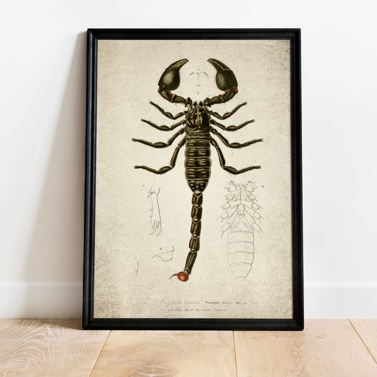 Vintage Entomology Giclee Print (Scorpion 1907)
