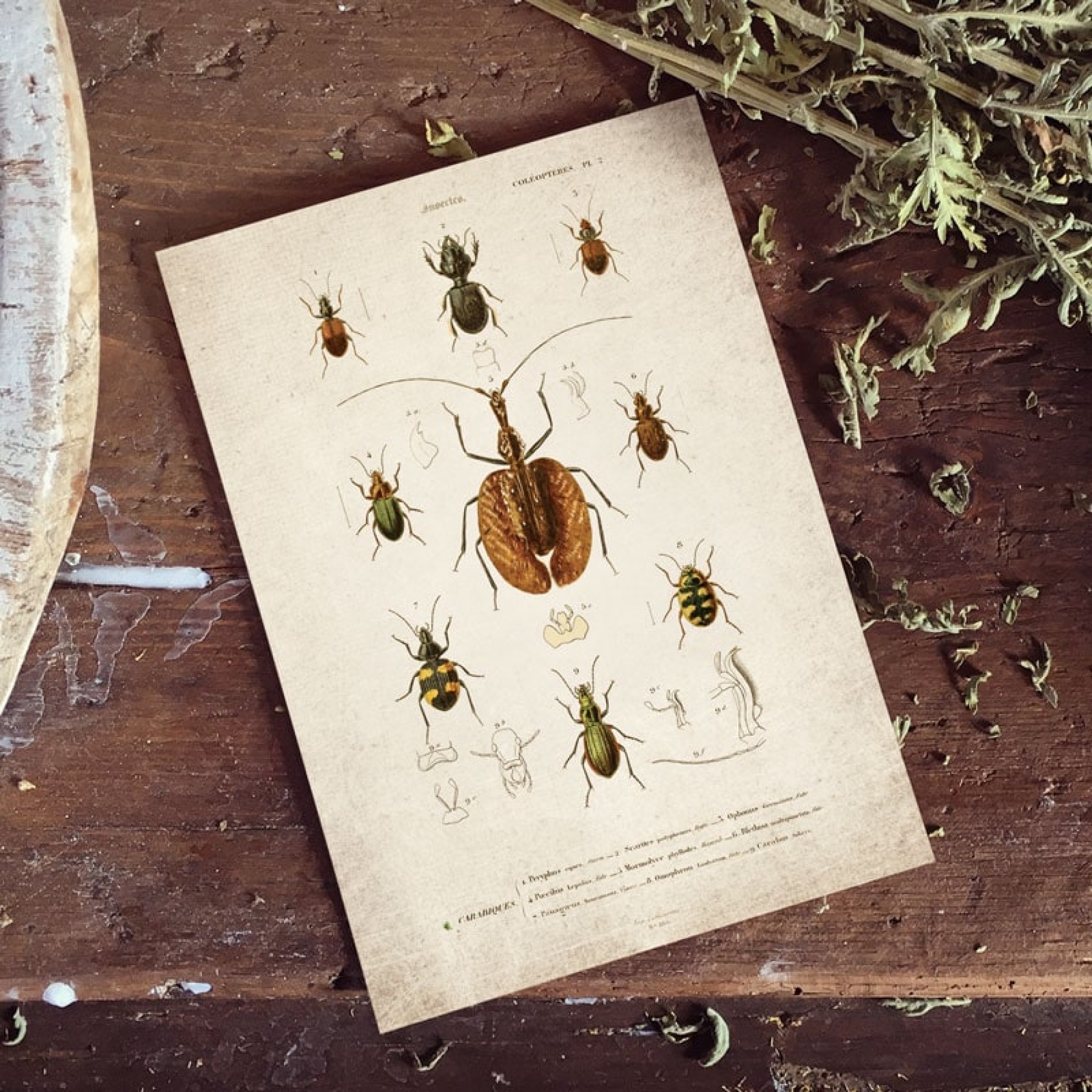 Minibeast Vintage Entomology Giclee Print (ViolIn Beetle Plate 1907)