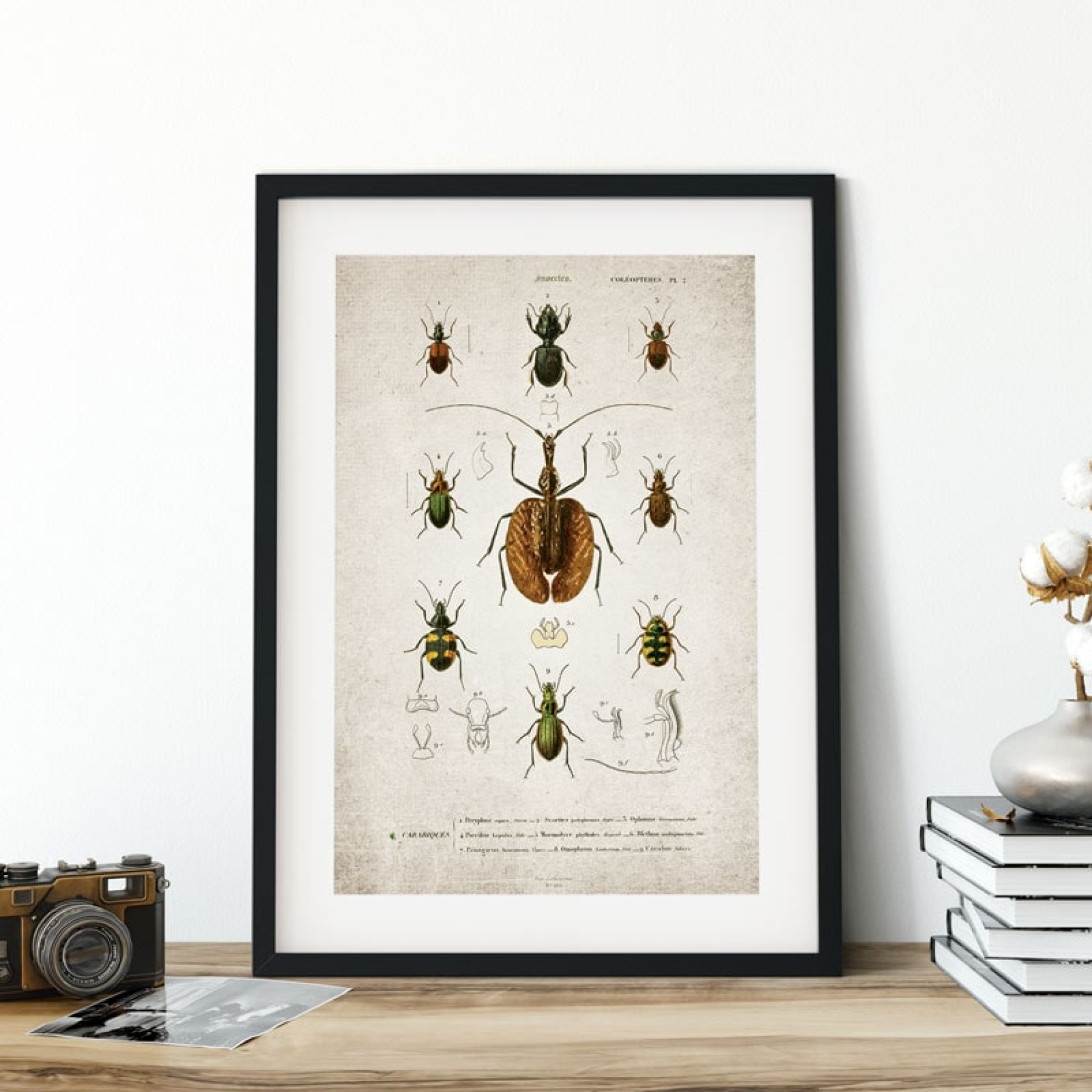 Minibeast Vintage Entomology Giclee Print (ViolIn Beetle Plate 1907)