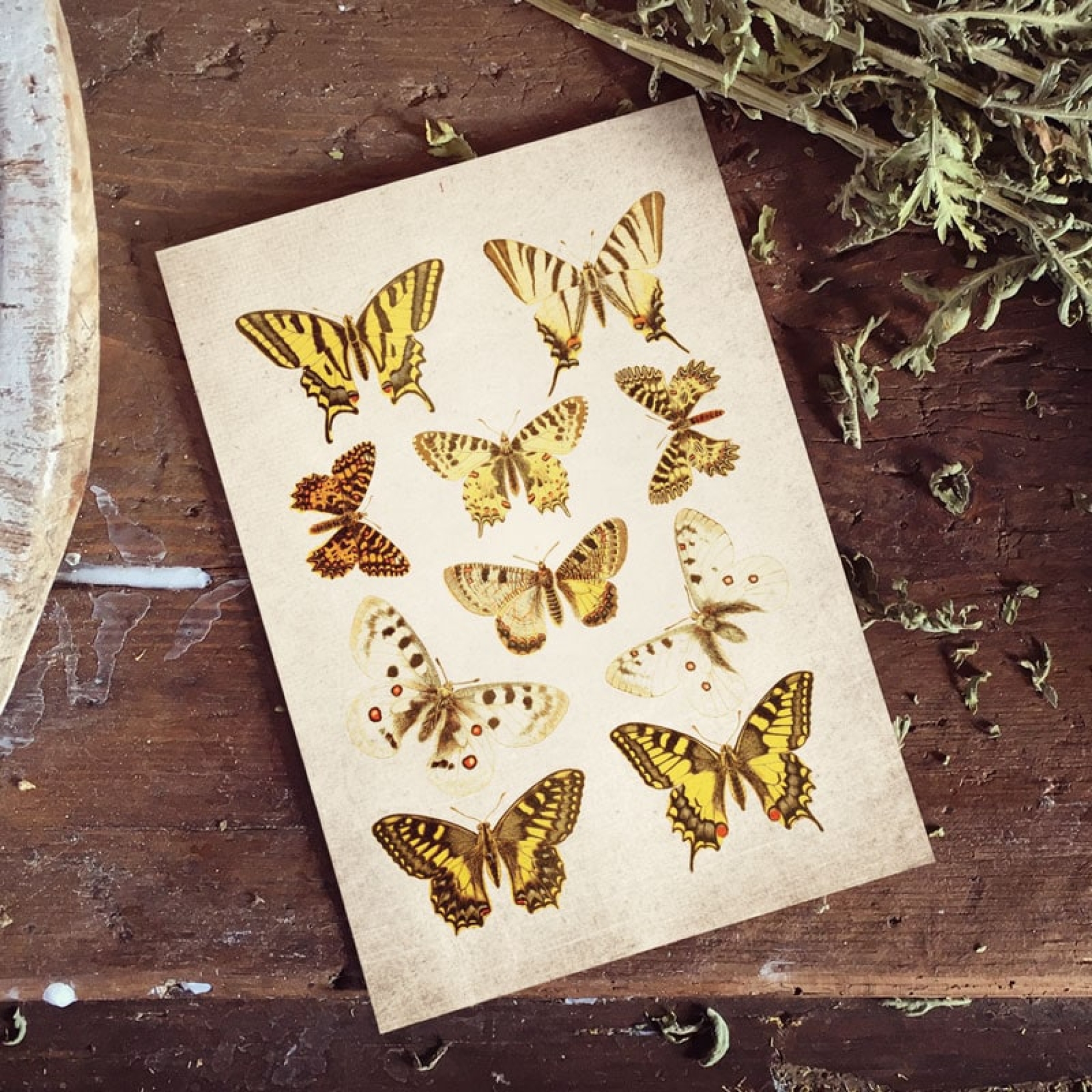 Minibeast Vintage Entomology Giclee Print (Papilio Plate 1907)