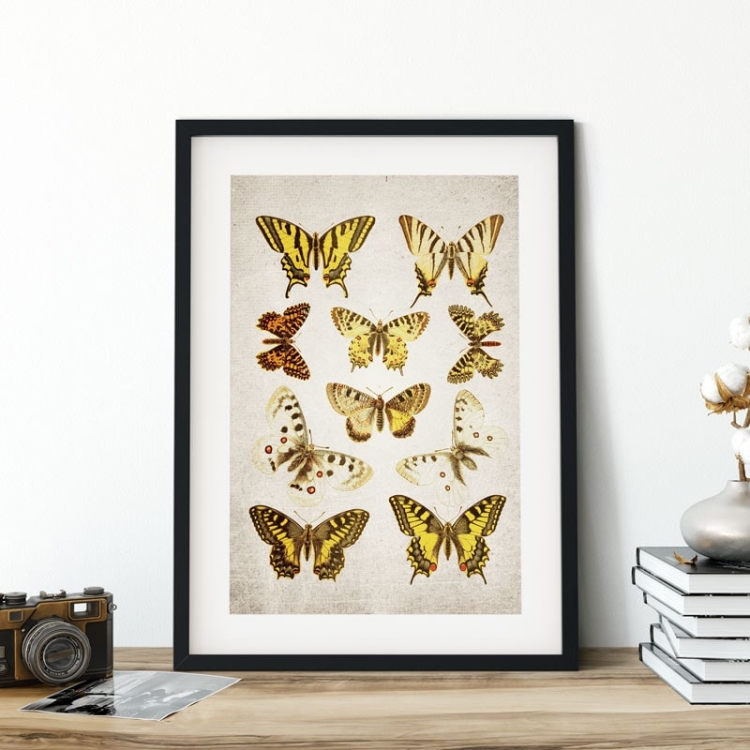 Vintage Entomology Giclee Print (Papilio Plate 1907)