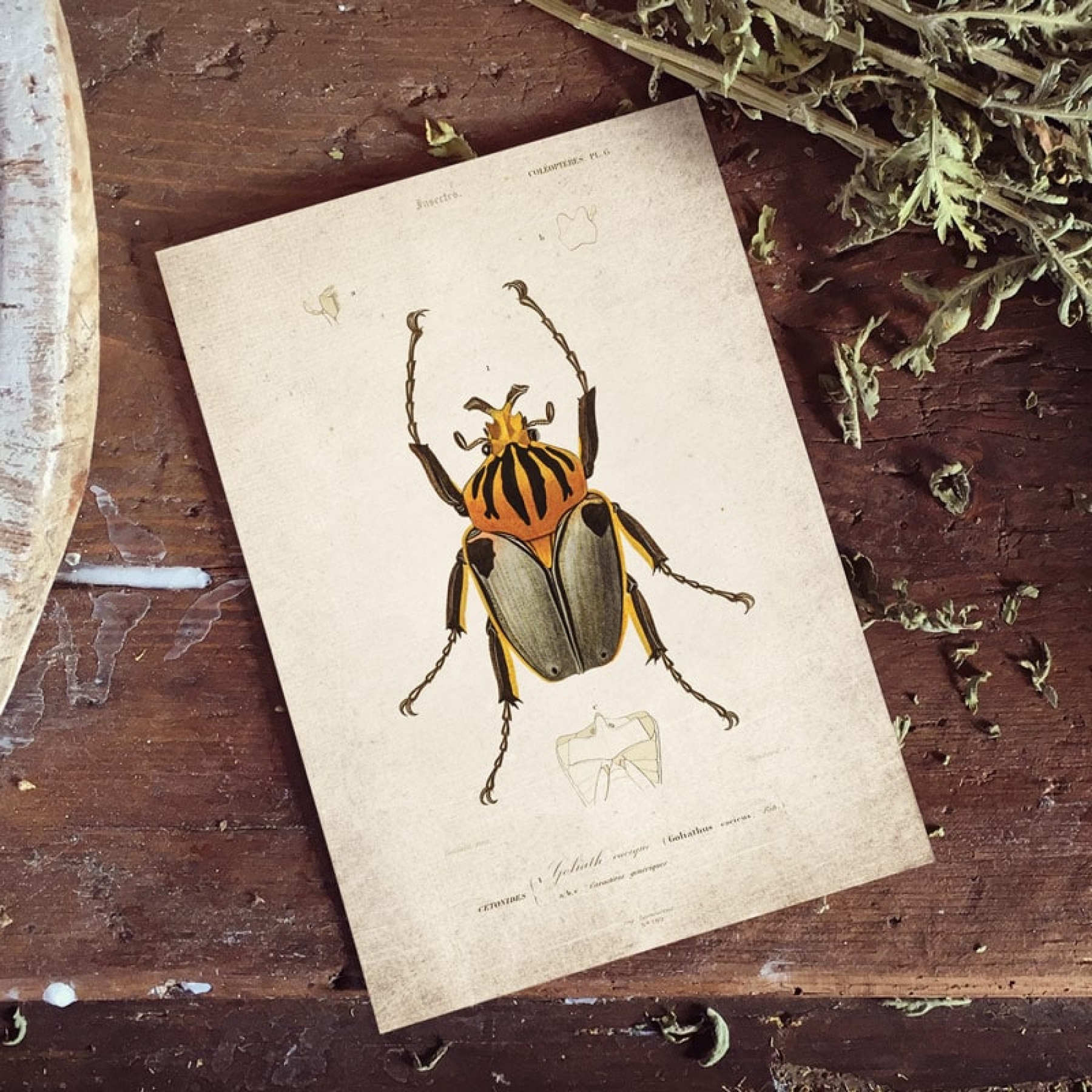 Vintage Entomology Giclee Print (Goliath Beetle Plate From 1907)