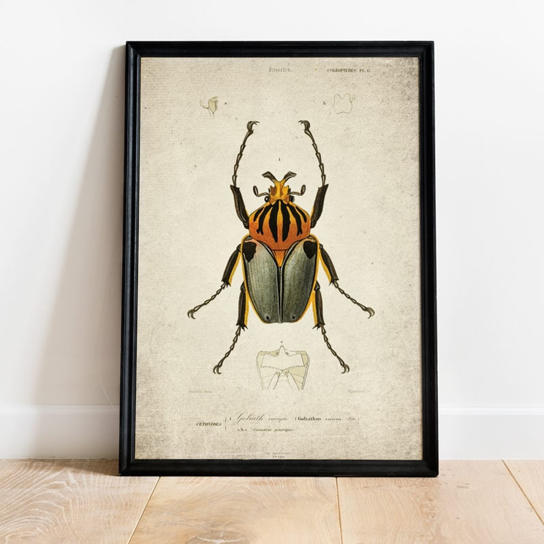 Vintage Entomology Giclee Print (Goliath Beetle Plate From 1907)