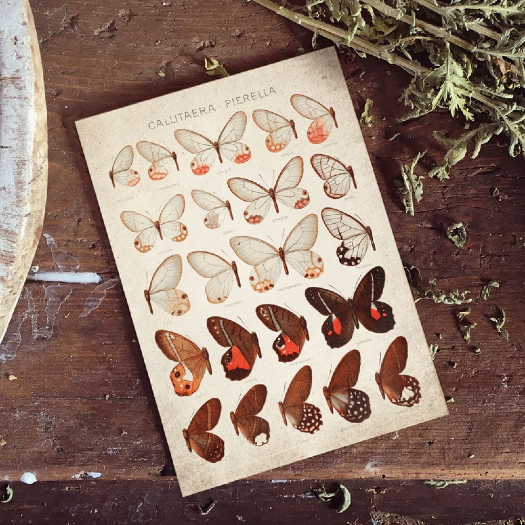 Vintage Entomology Giclee Print (Blushing Phantom Plate From 1867)