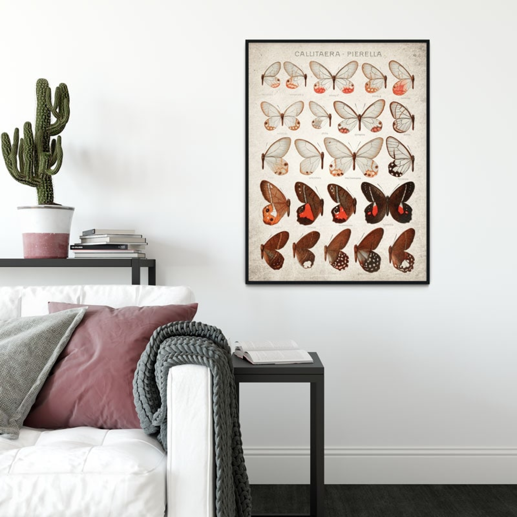 Vintage Entomology Giclee Print (Blushing Phantom Plate From 1867)