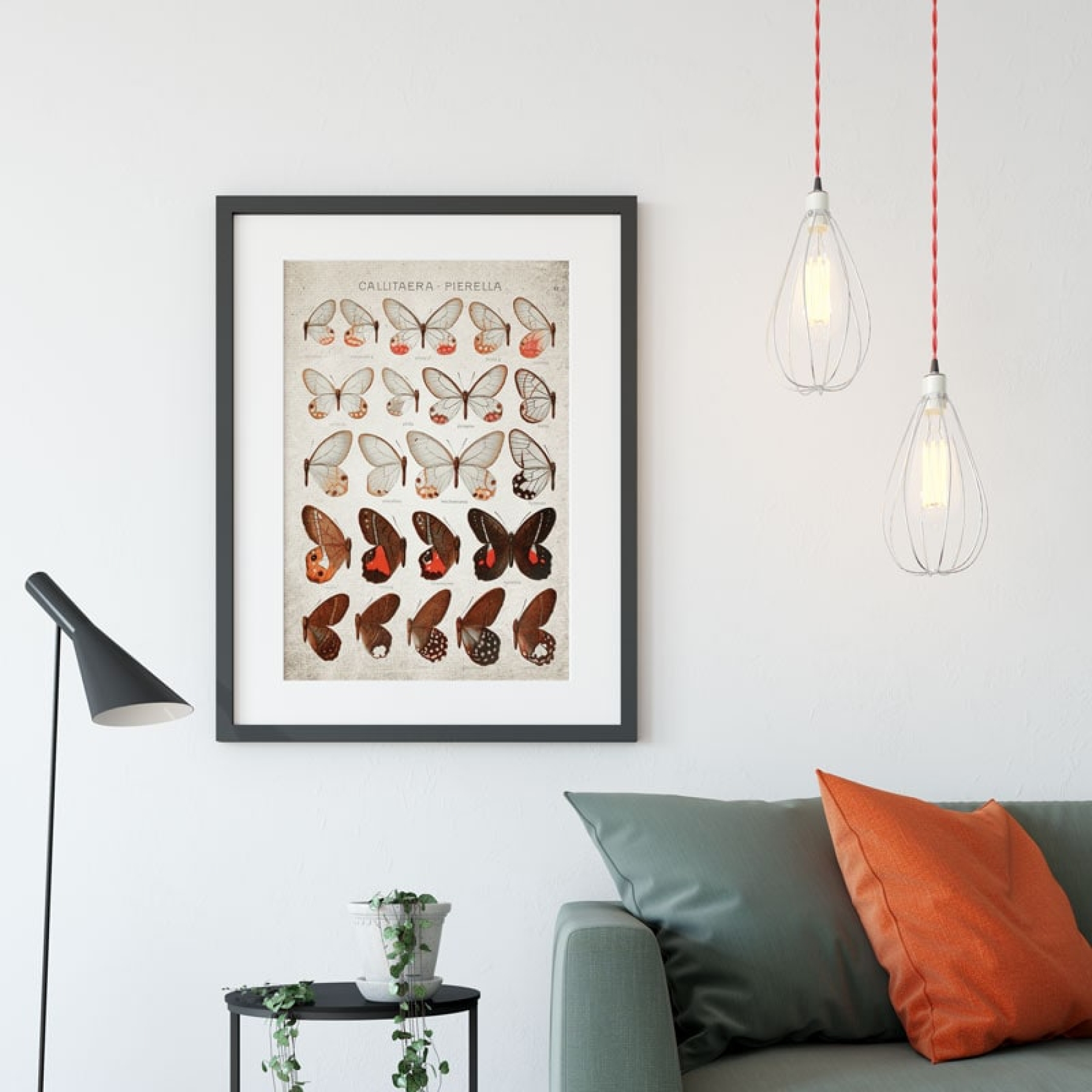 Vintage Entomology Giclee Print (Blushing Phantom Plate From 1867)