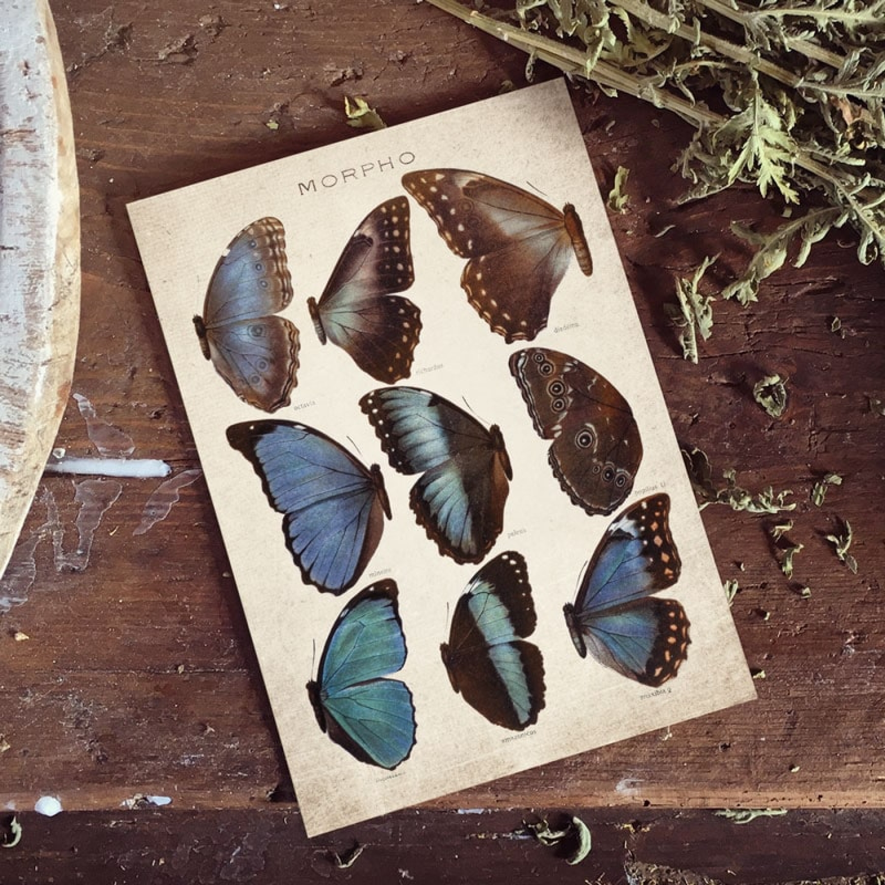 Vintage Entomology Giclee Print (Morpho Collection 2 Plate From 1867)