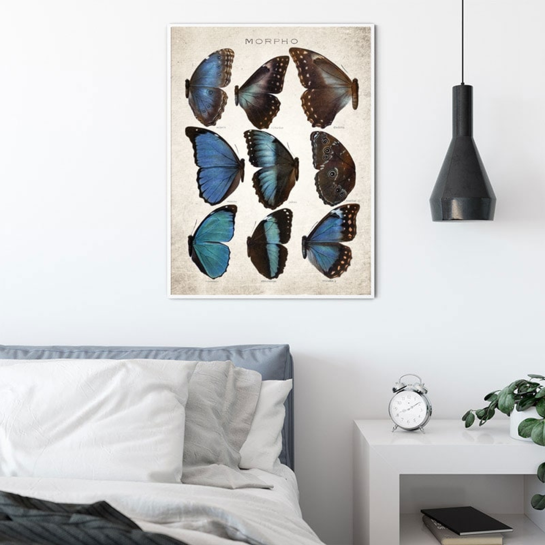 Vintage Entomology Giclee Print (Morpho Collection 2 Plate From 1867)