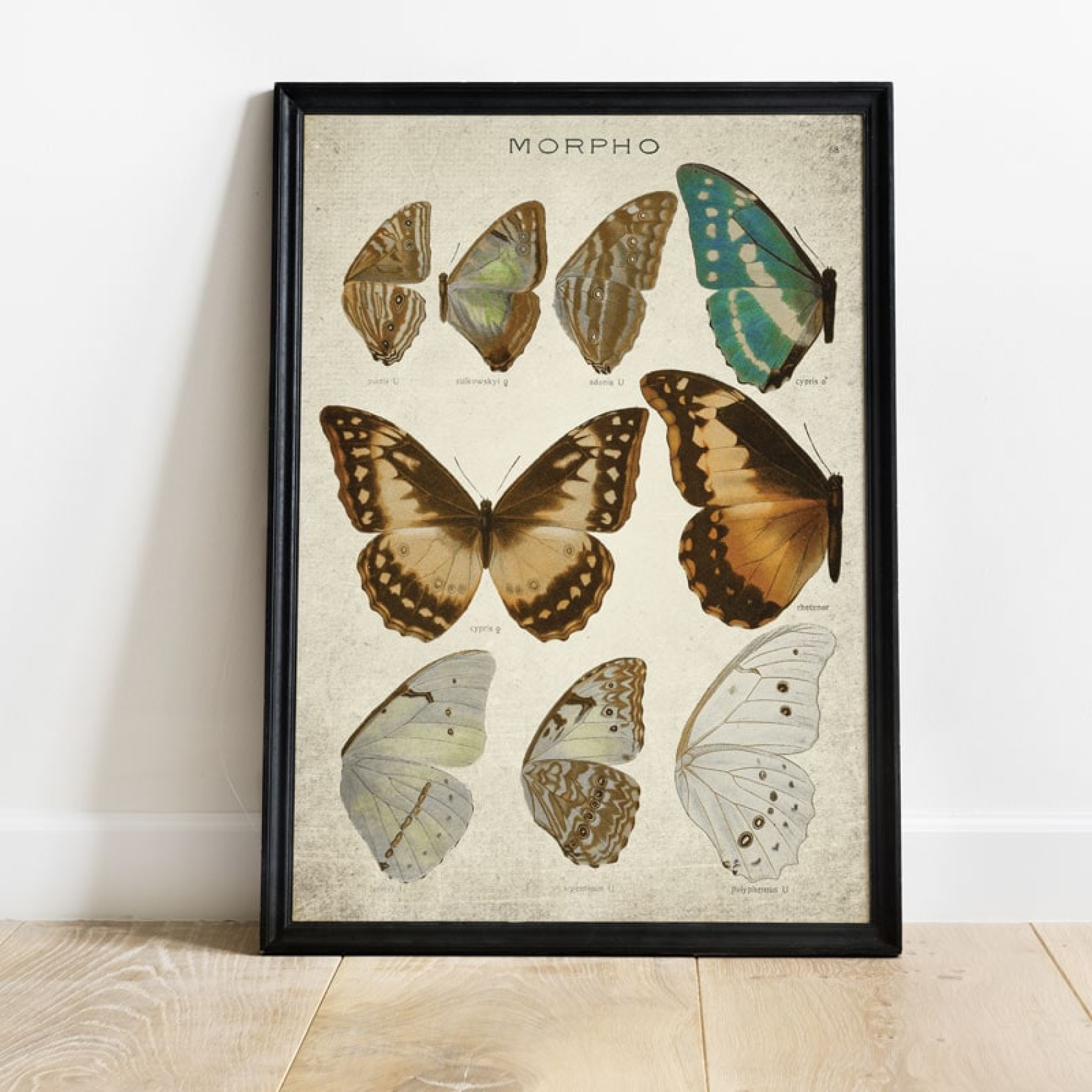 Vintage Entomology Giclee Print (Morpho Collection 1 Plate From 1867)