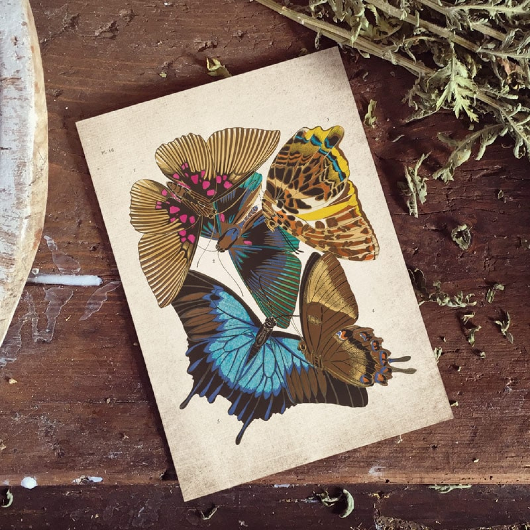 Vintage Entomology Giclee Print (Papilio 1925)