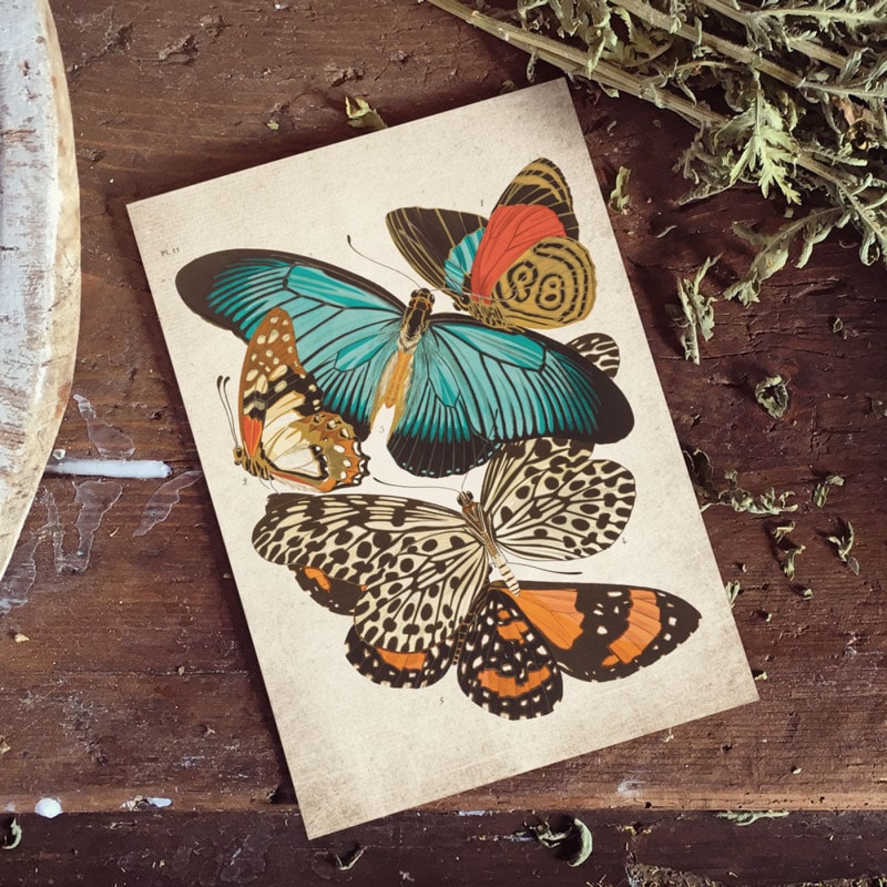 Vintage Entomology Giclee Print (Zalmoxis Plate From 1925) Vintage Entomology Giclee Print (Zalmoxis Plate From 1925)