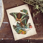 Vintage Entomology Giclee Print (Sunset Moth Scene 1925)