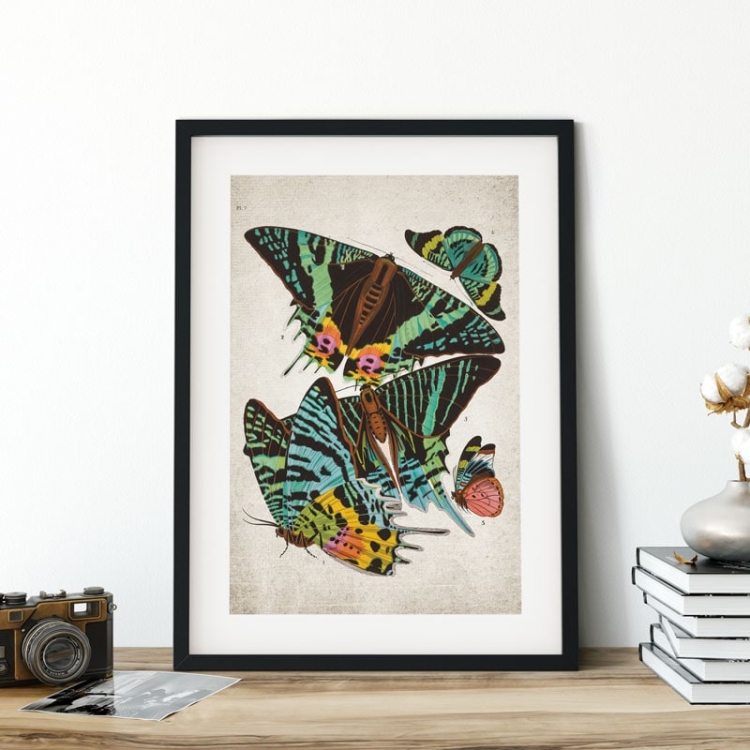 Vintage Entomology Giclee Print (Sunset Moth Scene 1925)