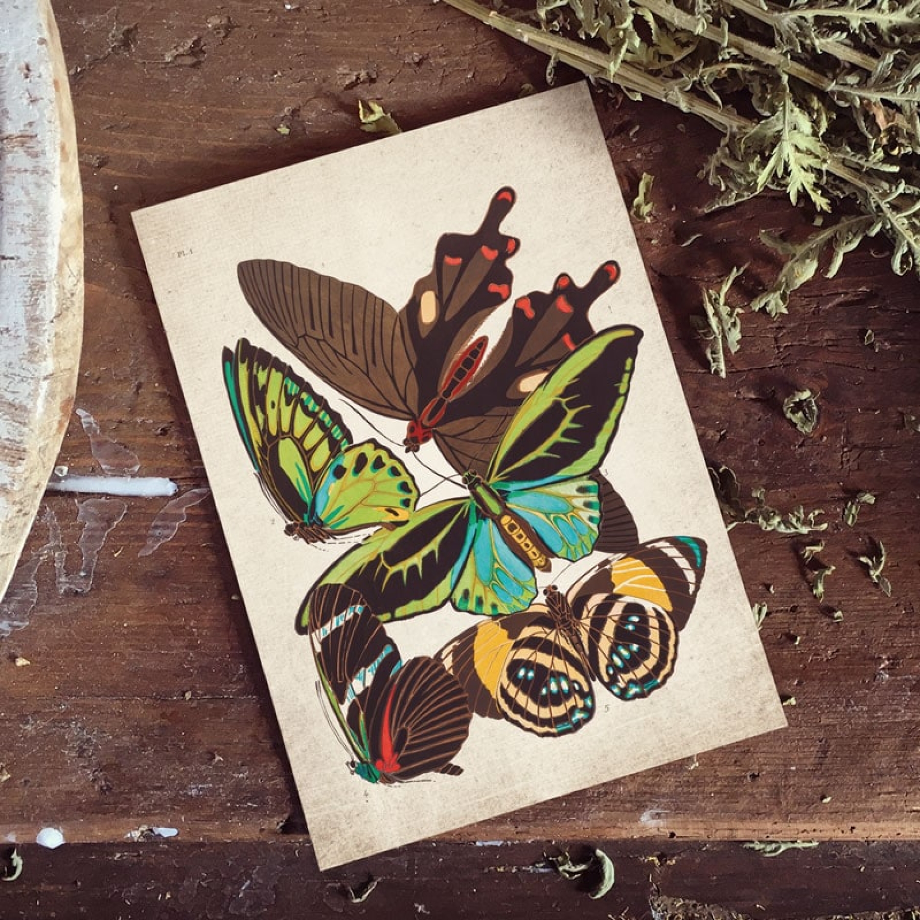Vintage Entomology Giclee Print (Papilio Two 1925)