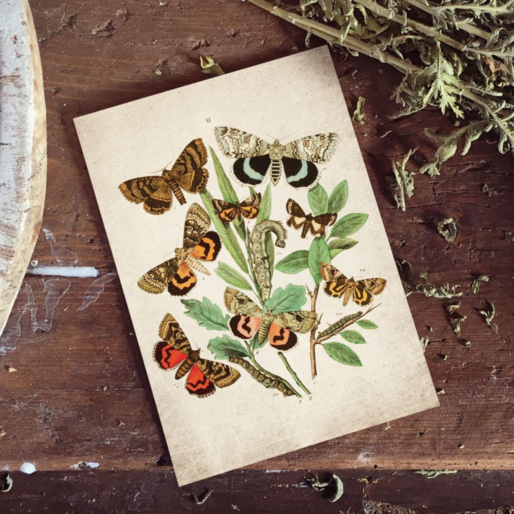 Vintage Entomology Giclee Print (European Moths Plate From 1882)