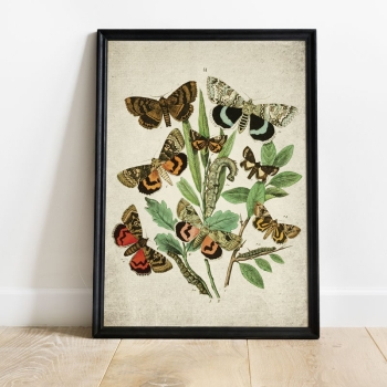 Vintage Entomology Giclee Print (European Moths Plate From 1882)