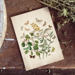 Vintage Entomology Giclee Print (British Butterflies Two Plate From 1882)