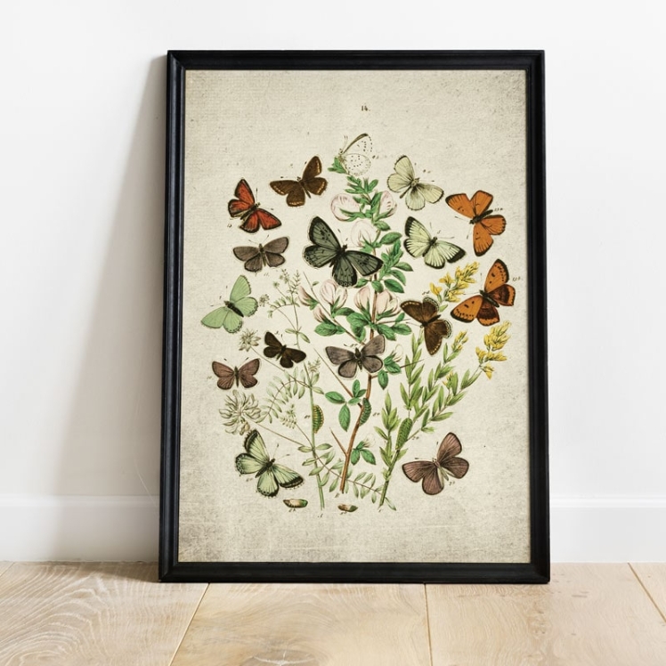 Vintage Entomology Giclee Print (British Butterflies Three Plate From 1882)