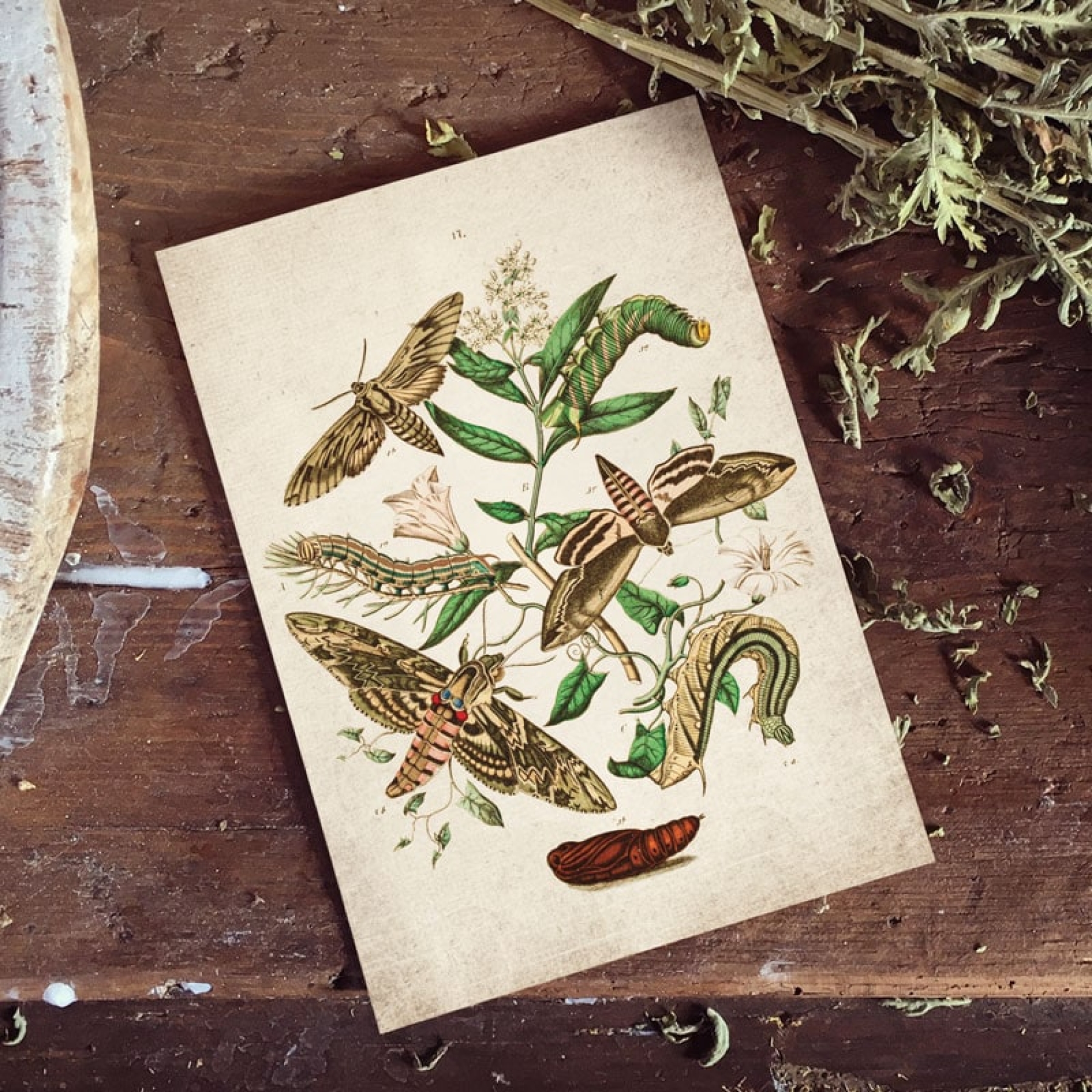 Vintage Entomology Giclee Print (European Hawk Moths Plate From 1882)