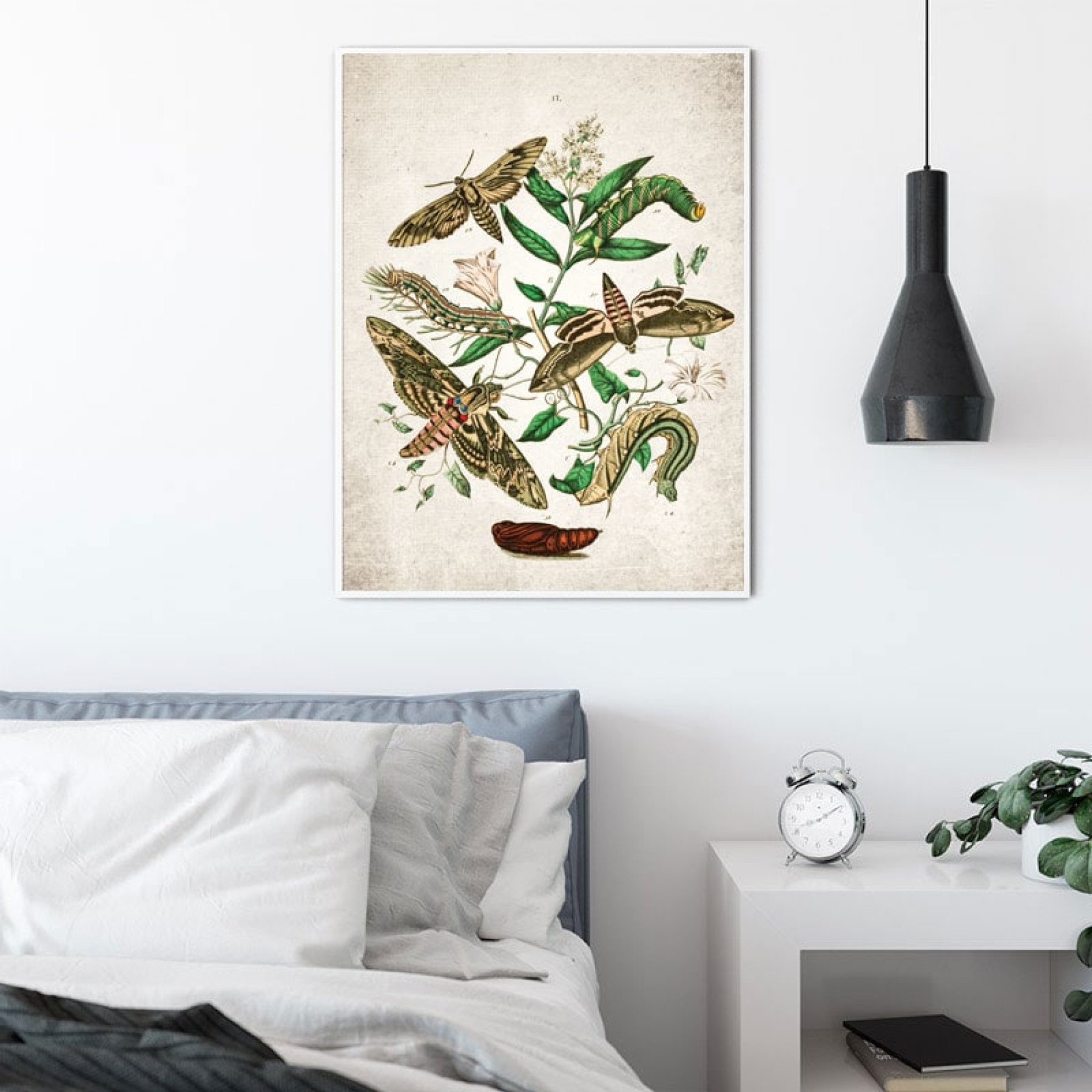 Vintage Entomology Giclee Print (European Hawk Moths Plate From 1882)
