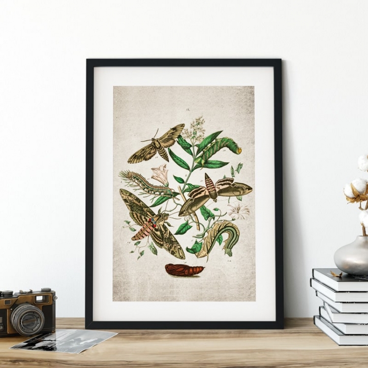 Vintage Entomology Giclee Print (European Hawk Moths Plate From 1882) Vintage Entomology Giclee Print (European Hawk Moths Plate From 1882)