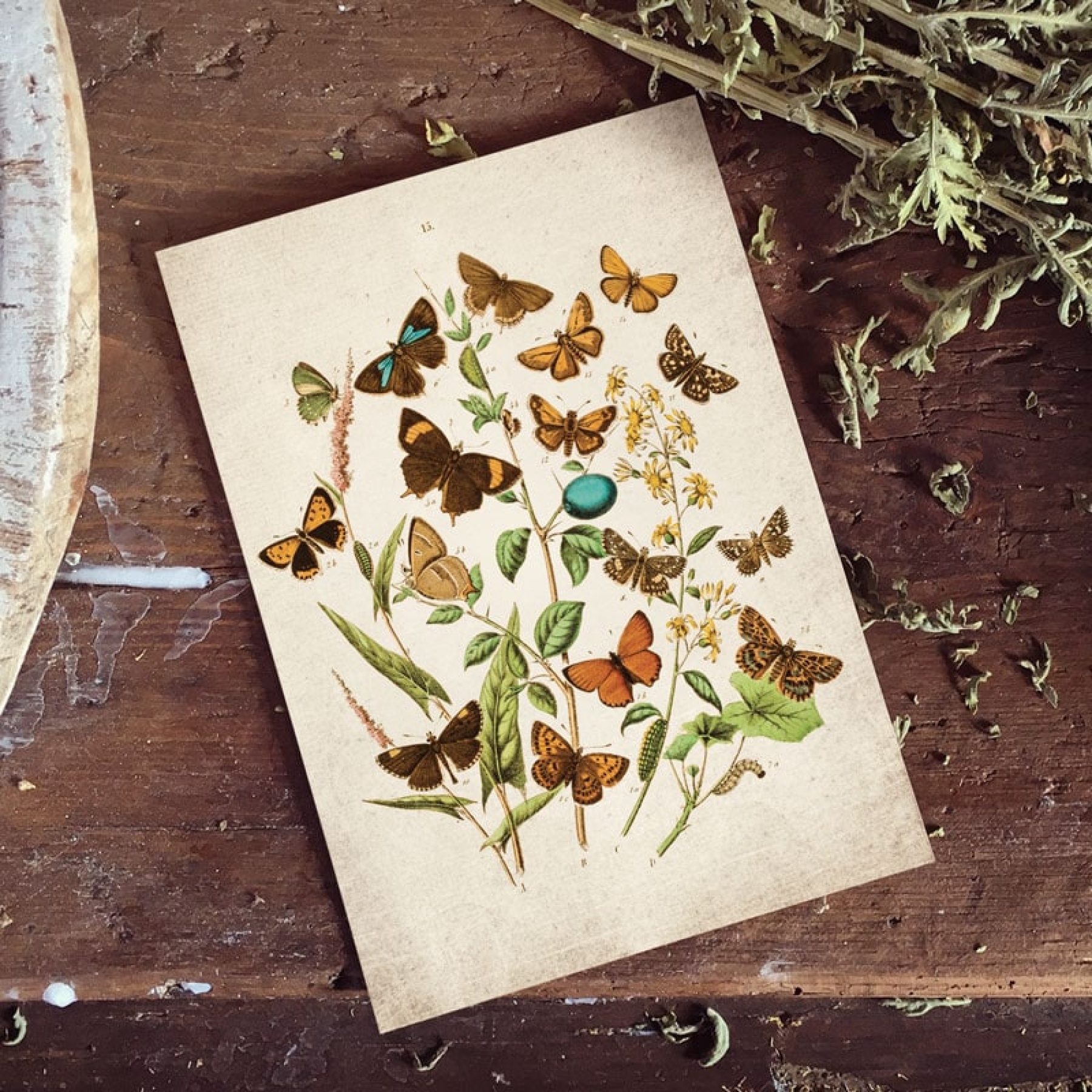 Vintage Entomology Giclee Print (British Butterflies Four Plate From 1882)