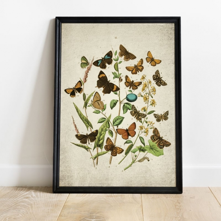 Vintage Entomology Giclee Print (British Butterflies Four Plate From 1882) Vintage Entomology Giclee Print (British Butterflies Four Plate From 1882)