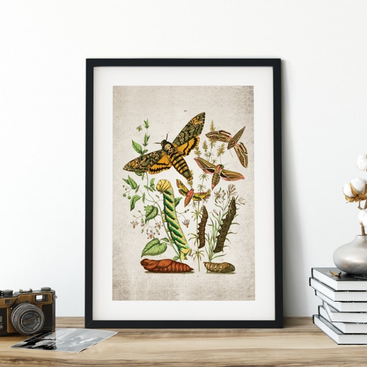 Vintage Entomology Giclee Print (Death Head Moth Plate From 1882)