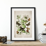 Minibeast Vintage Entomology Giclee Print (European Butterflies Two 1882)