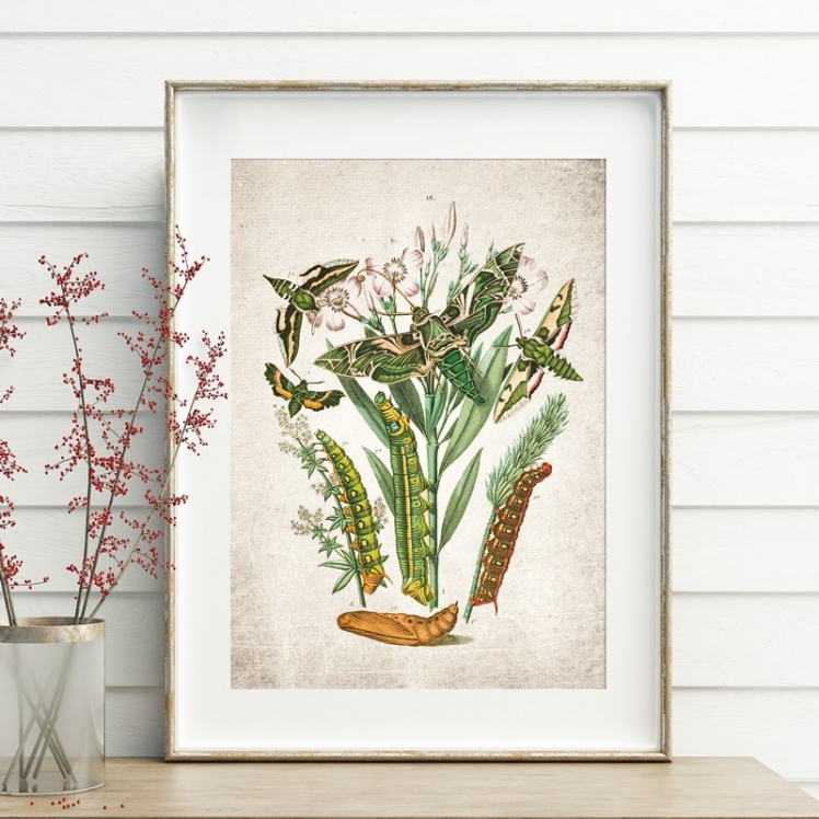 Vintage Entomology Giclee Print (Army Moth & Caterpillar Moth 1882) Vintage Entomology Giclee Print (Army Moth & Caterpillar Moth 1882)