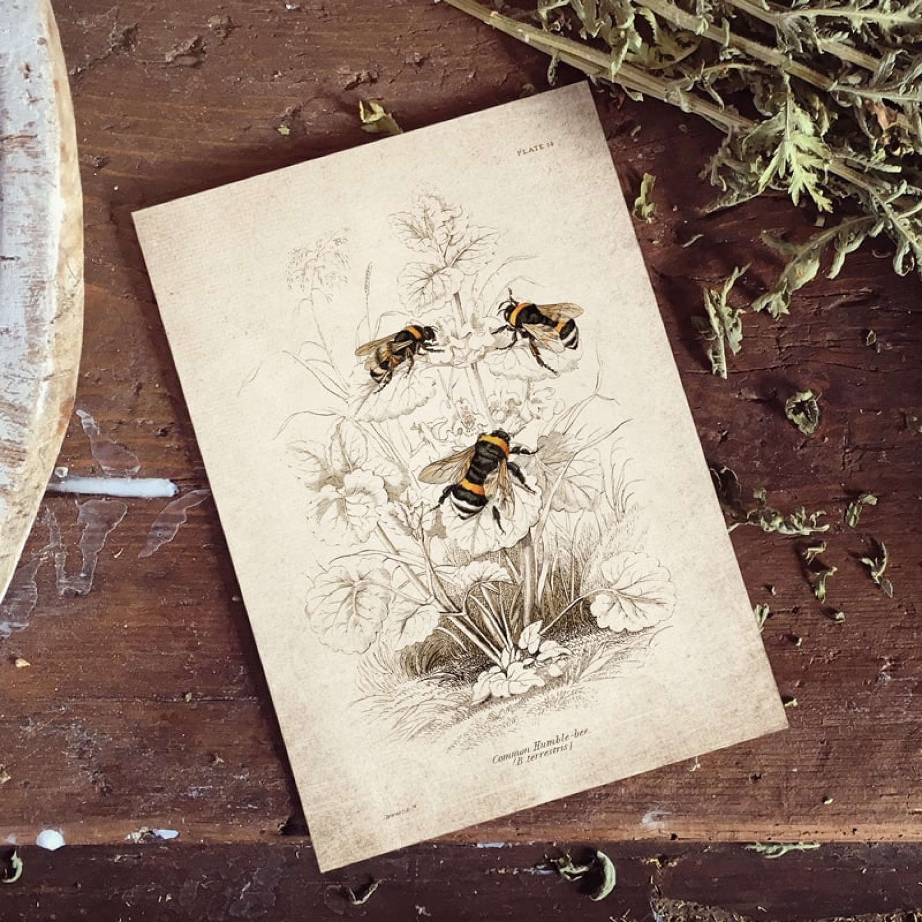 Vintage Entomology Giclee Print (Bee Scene 1925) Vintage Entomology Giclee Print (Bee Scene 1925)