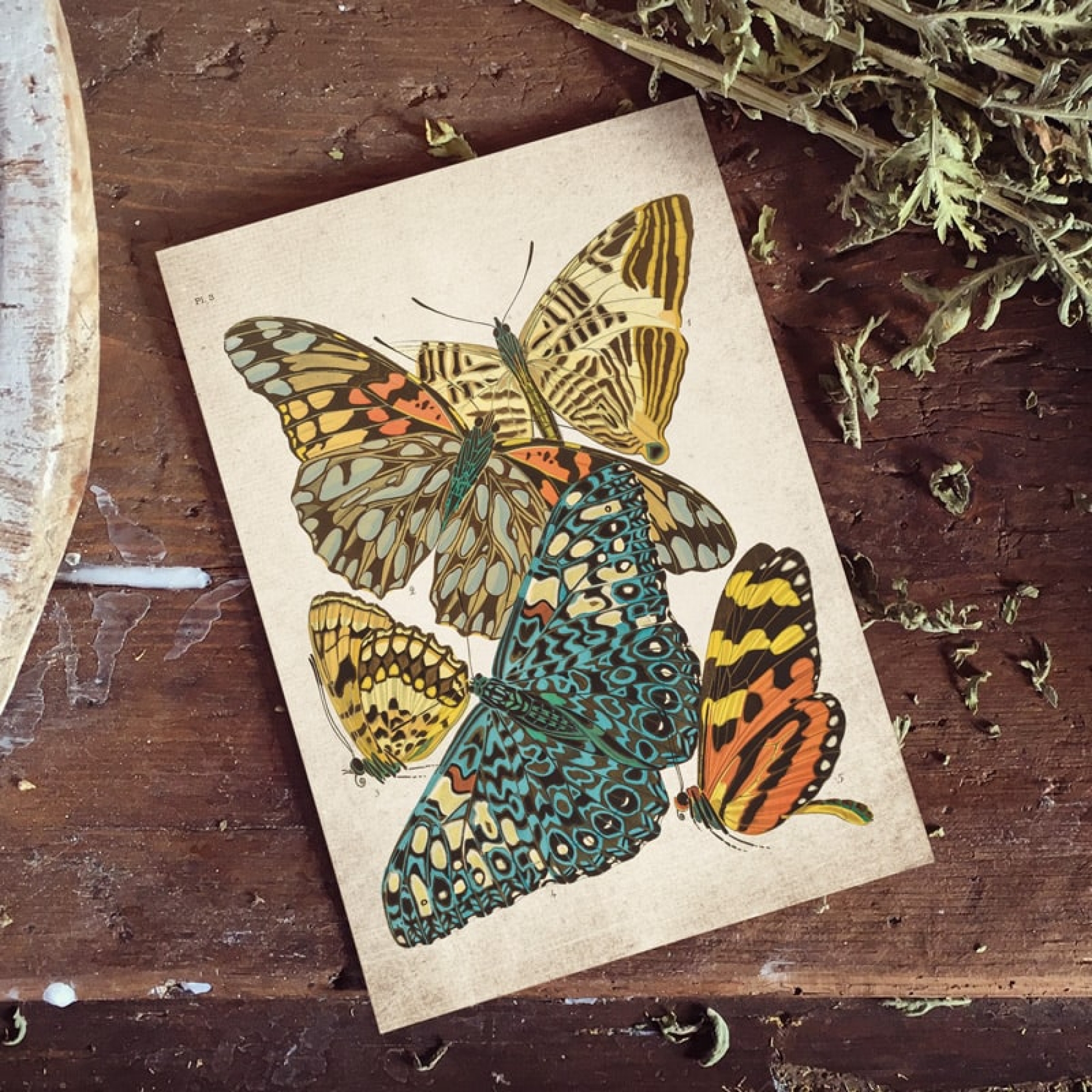 Vintage Entomology Giclee Print (Papilio Scene #3 from 1925)