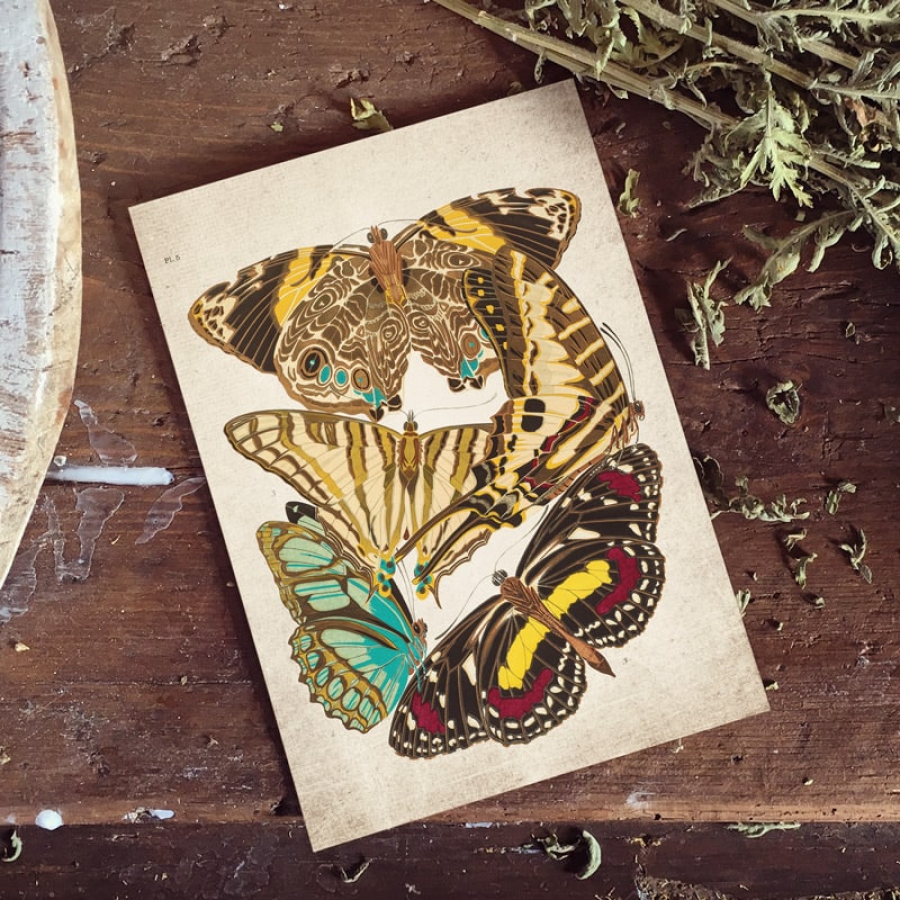 Vintage Entomology Giclee Print (Papilio Scene #4 from 1925)