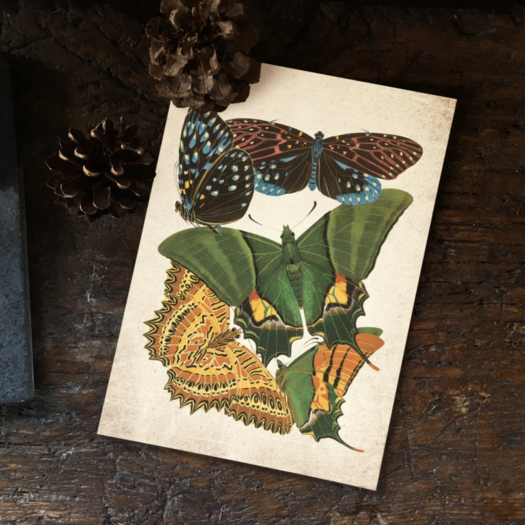 Minibeast Vintage Entomology Giclee Print (Papilio Scene #5 from 1925)