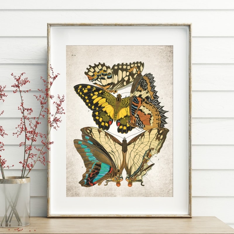 Vintage Entomology Giclee Print (Papilio Scene #7 from 1925)