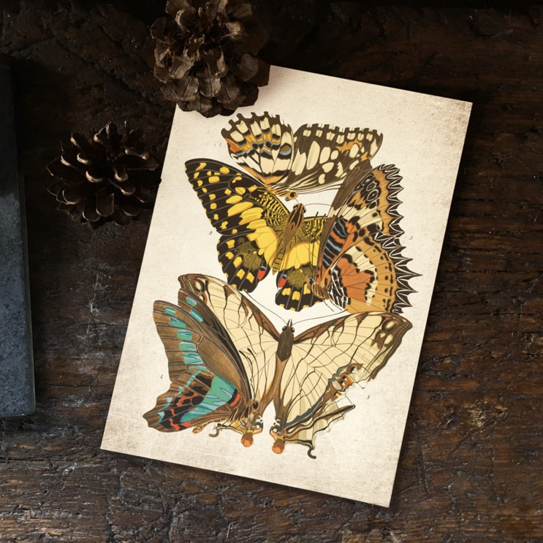 Vintage Entomology Giclee Print (Papilio Scene #7 from 1925)