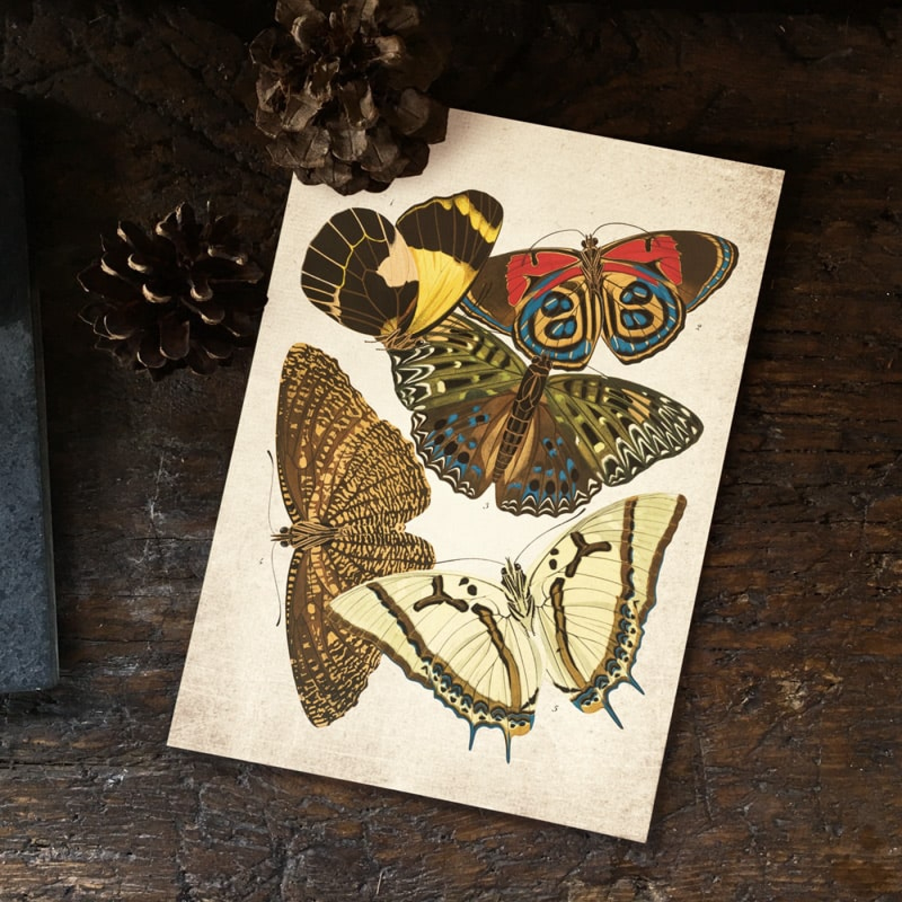 Minibeast Vintage Entomology Giclee Print (Papilio Scene #9 from 1925)