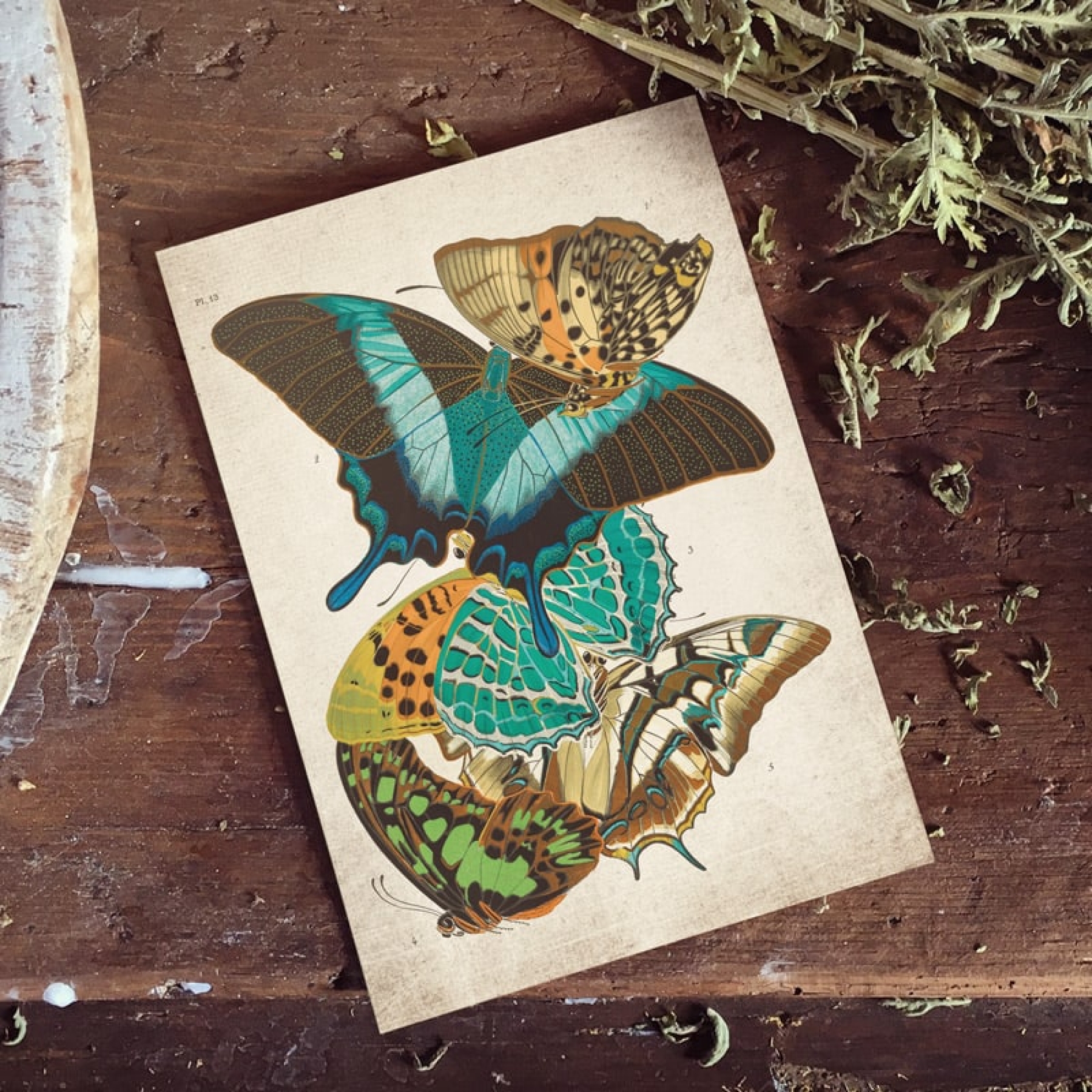 Vintage Entomology Giclee Print (Papilio Scene #10 from 1925)