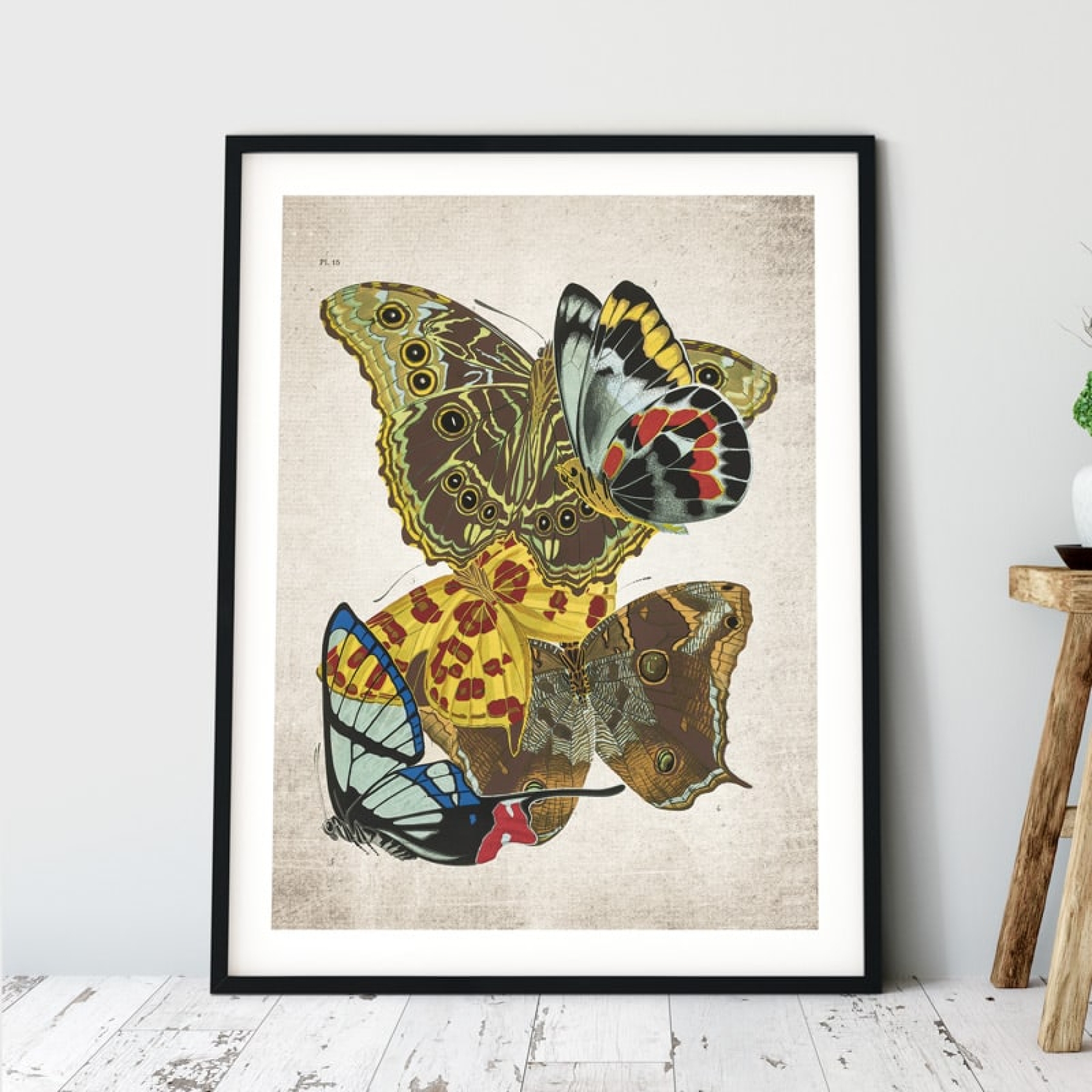 Vintage Entomology Giclee Print (Papilio Scene #11 from 1925)