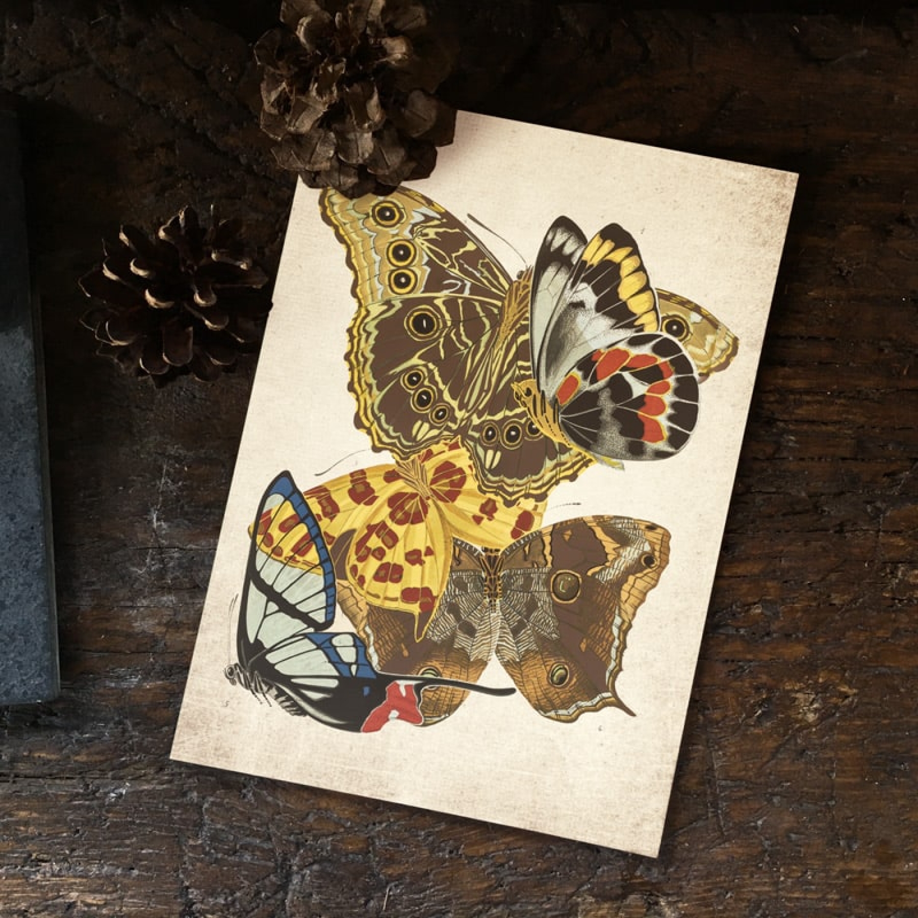 Vintage Entomology Giclee Print (Papilio Scene #11 from 1925)