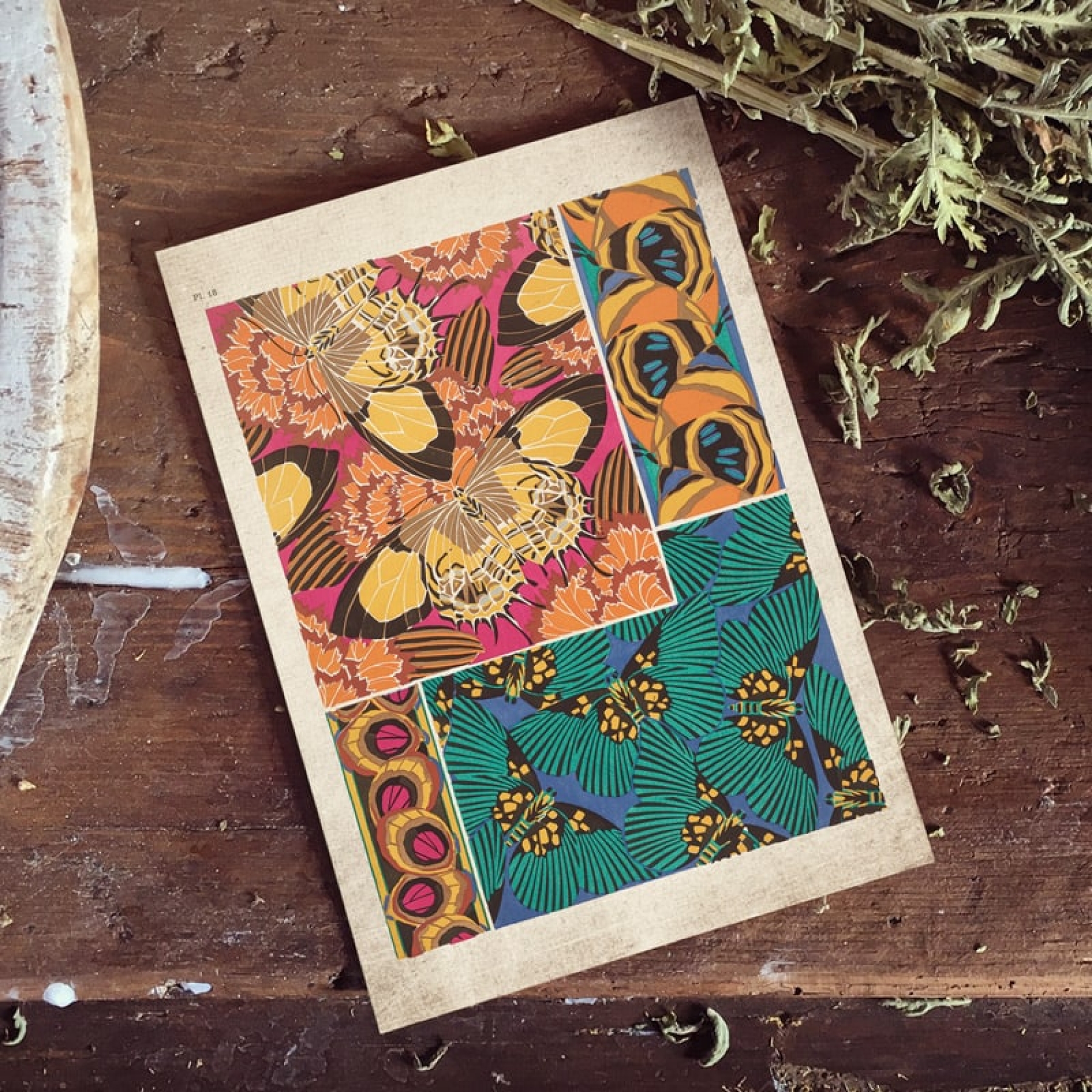 Vintage Entomology Giclee Print (Papilio Collage from 1925)